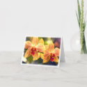 Phalaenopsis Orchid with Yellow and Red Stripes card