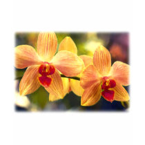 Phalaenopsis Orchid with Yellow and Red Stripes t-shirts by OrchidArt Phalaenopsis Orchid with Yellow and Red Stripes t-shirts