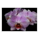 Phalaenopsis Orchids posters by almedic104 Phalaenopsis Orchids posters