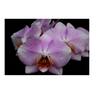 Phalaenopsis Orchids Print