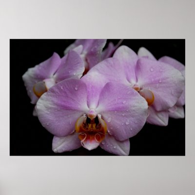 Phalaenopsis Orchids Posters