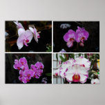 Phalaenopsis Orchids Posters