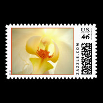 Phalaenopsis postage by kokobaby Phalaenopsis postage