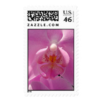 Phalaenopsis postage by Ladyofspira Phalaenopsis postage