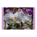 Phalaenopsis  posters