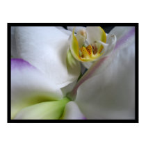 Phalaenopsis White Orchid Poster Prints by naturalilly Phalaenopsis White Orchid Poster Prints