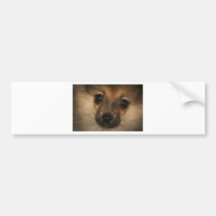 Phantom Dog Bumper Sticker