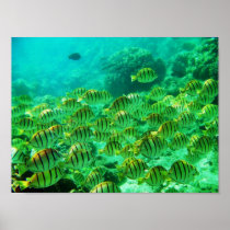 PHapnAIaua12 Print