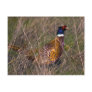 Pheasant  407 postcard
