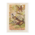 Pheasant and Other Game postcards