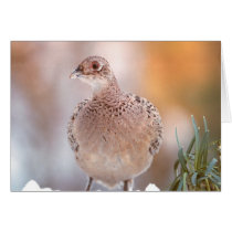 Pheasant cards