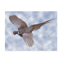 Pheasant In Flight postcards