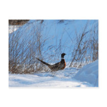 pheasant in the evening postcards