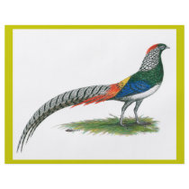 Pheasant:  Lady Amherst Custom Flyer