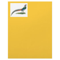 Pheasant: Lady Amherst letterhead by diane_jacky Pheasant: Lady Amherst letterhead