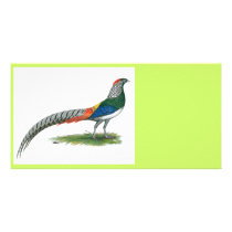 Pheasant:  Lady Amherst Photo Cards
