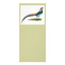 Pheasant:  Lady Amherst Full Color Rack Card