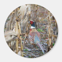Pheasant Magnet