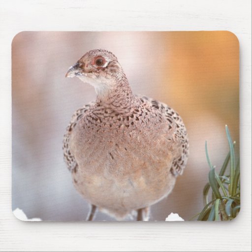 Pheasant Mouse Pads