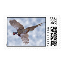 Pheasant Postage Stamp by skytopian Pheasant Postage Stamp