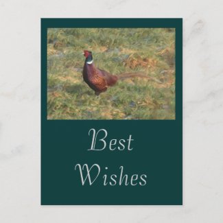 Pheasant postcard