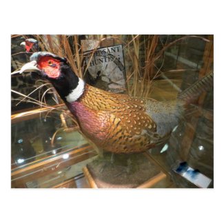 Pheasant Postcard