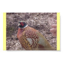 Pheasant posters by melissafre49 Pheasant posters