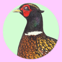 Pheasant:  Ringneck Head stickers