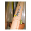 Phelsuma klemmeri posters by hrreptiles Phelsuma klemmeri posters