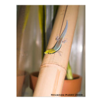 Phelsuma klemmeri posters