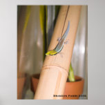 Phelsuma klemmeri posters
