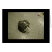 Pheobe the Pristine Cat cards by MollyWorld Pheobe the Pristine Cat cards