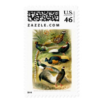 phesants postage by jarthurdavis phesants postage