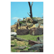 Philadelphia Zoo stationery by BrianLemburg Philadelphia Zoo stationery