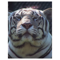Philadephia Zoo letterhead