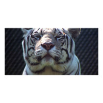 Philadephia Zoo photo cards