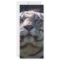 Philadephia Zoo rack cards