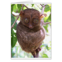 Philippine Tarsier Cards
