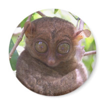 Philippine Tarsier magnets