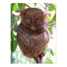 Philippine Tarsier Post Card