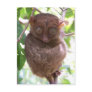 Philippine Tarsier Post Card