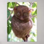Philippine Tarsier Poster