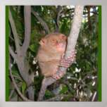 Philippine Tarsier Print