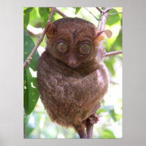 Philippine Tarsier Print