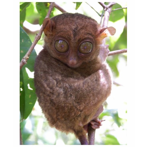 Philippine Tarsier shirt