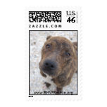 Phinneas Stamps