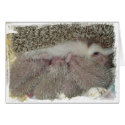 Phlox and Babies cards