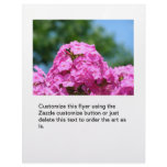 Phlox flowers beautiful summer photo pink purple flyers