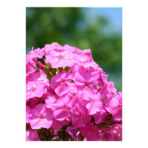 Phlox flowers beautiful summer photo pink purple custom invite