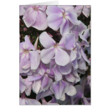 Phlox Flowers Greeting Card